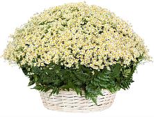 Цветочная композиция из Ромашки в корзине #REPLACE_PRED# Новоживотинном